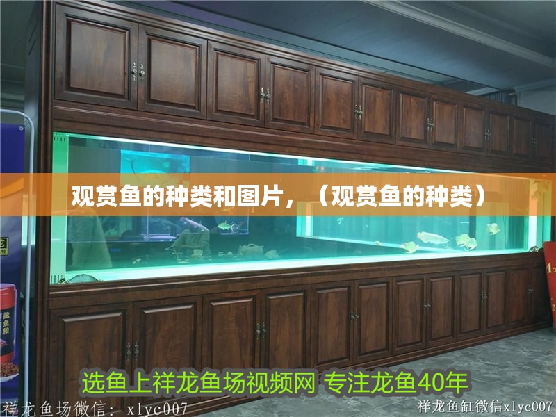 觀賞魚的種類和圖片，（觀賞魚的種類）