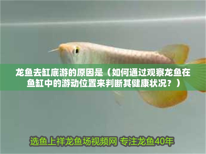 龍魚去缸底游的原因是（如何通過觀察龍魚在魚缸中的游動位置來判斷其健康狀況？）