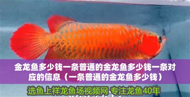 金龍魚多少錢一條普通的金龍魚多少錢一條對(duì)應(yīng)的信息（一條普通的金龍魚多少錢）