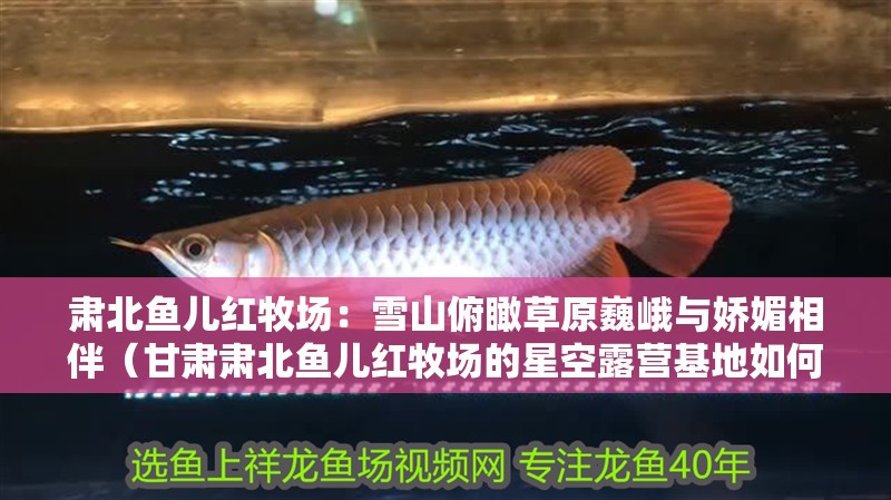 肅北魚兒紅牧場：雪山俯瞰草原巍峨與嬌媚相伴（甘肅肅北魚兒紅牧場的星空露營基地如何預訂肅北魚兒紅牧場）