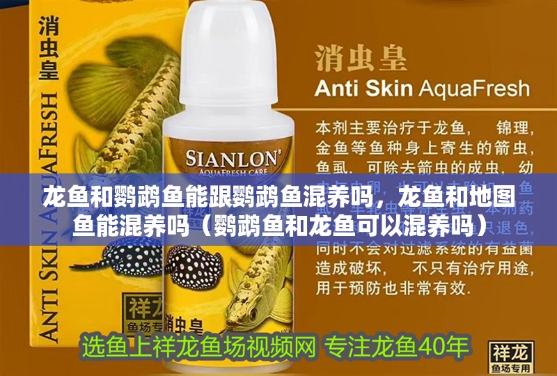龍魚和鸚鵡魚能跟鸚鵡魚混養嗎，龍魚和地圖魚能混養嗎（鸚鵡魚和龍魚可以混養嗎） 龍魚和鸚鵡魚能跟鸚鵡魚混養嗎，龍魚和地圖魚能混養嗎（鸚鵡魚和龍魚可以混養嗎） 觀賞魚百科