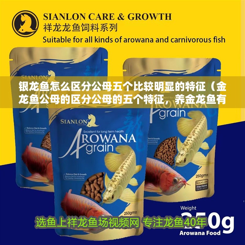 銀龍魚怎么區(qū)分公母五個比較明顯的特征（金龍魚公母的區(qū)分公母的五個特征，養(yǎng)金龍魚有什么講究）