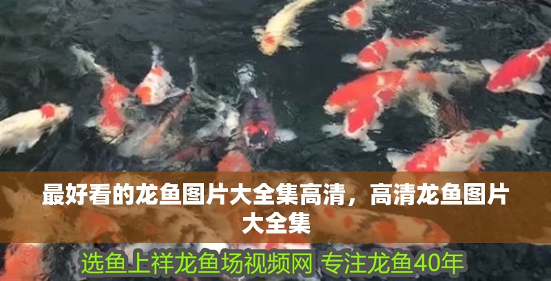 最好看的龍魚圖片大全集高清，高清龍魚圖片大全集 最好看的龍魚圖片大全集高清，高清龍魚圖片大全集 觀賞魚百科