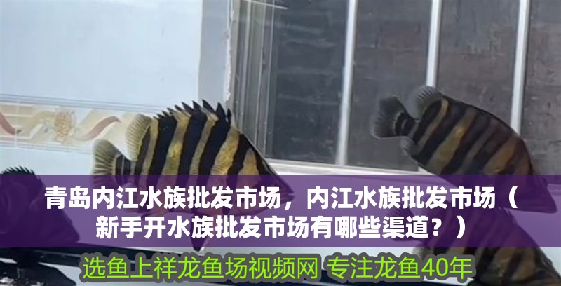 青島內(nèi)江水族批發(fā)市場，內(nèi)江水族批發(fā)市場（新手開水族批發(fā)市場有哪些渠道？）