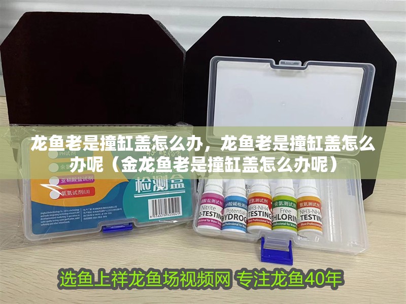 龍魚老是撞缸蓋怎么辦，龍魚老是撞缸蓋怎么辦呢（金龍魚老是撞缸蓋怎么辦呢）