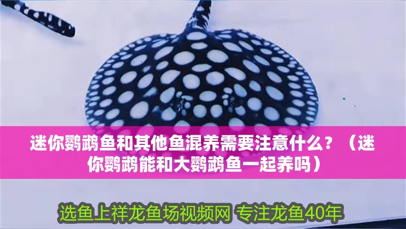 迷你鸚鵡魚和其他魚混養需要注意什么？（迷你鸚鵡能和大鸚鵡魚一起養嗎）