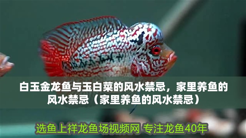 白玉金龍魚與玉白菜的風(fēng)水禁忌，家里養(yǎng)魚的風(fēng)水禁忌（家里養(yǎng)魚的風(fēng)水禁忌）