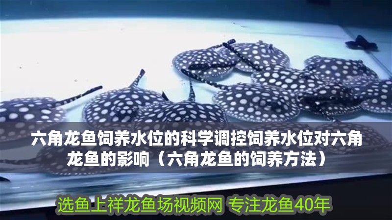 六角龍魚飼養(yǎng)水位的科學(xué)調(diào)控飼養(yǎng)水位對六角龍魚的影響（六角龍魚的飼養(yǎng)方法）