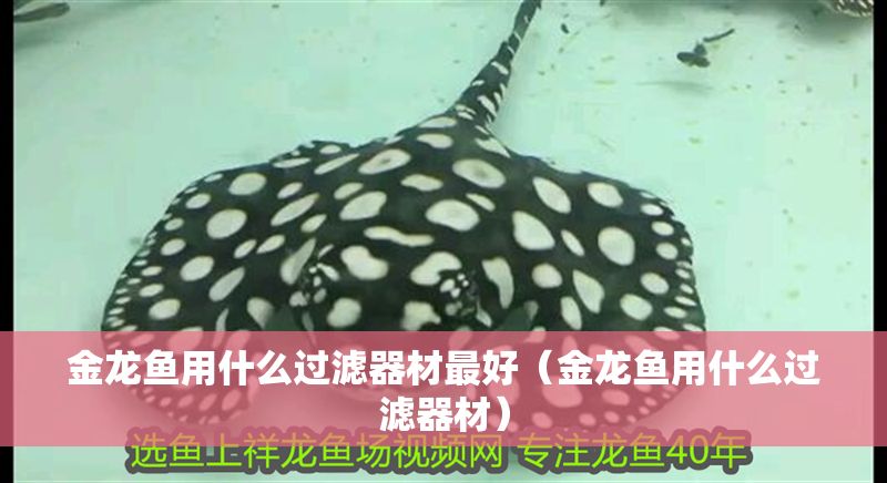 金龍魚用什么過濾器材最好（金龍魚用什么過濾器材）