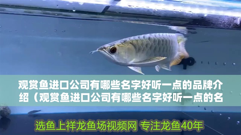 觀賞魚進口公司有哪些名字好聽一點的品牌介紹（觀賞魚進口公司有哪些名字好聽一點的名字好聽一點的品牌介紹）