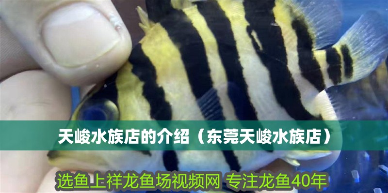 <strong><mark>天峻</mark></strong>水族店的介紹（東莞<strong><mark>天峻</mark></strong>水族店）