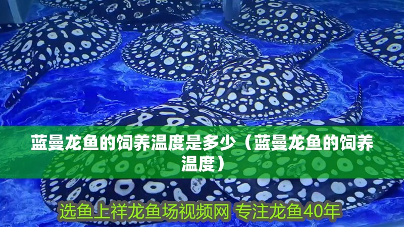 藍曼龍魚的飼養溫度是多少（藍曼龍魚的飼養溫度）
