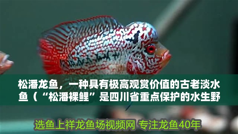 松潘龍魚，一種具有極高觀賞價值的古老淡水魚（“松潘裸鯉”是四川省重點保護的水生野生動物屬于鯉科裸鯉）