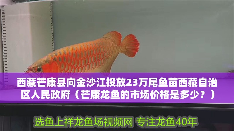西藏芒康縣向金沙江投放23萬(wàn)尾魚(yú)苗西藏自治區(qū)人民政府（芒康龍魚(yú)的市場(chǎng)價(jià)格是多少？）