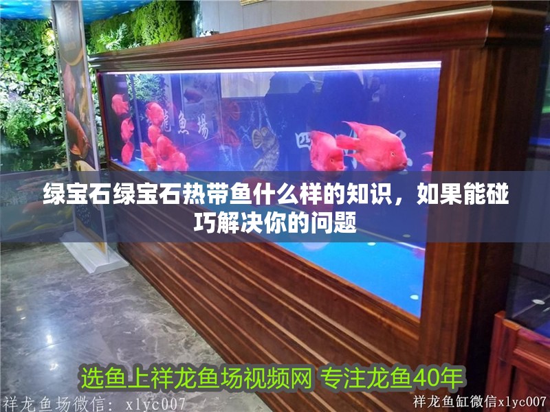 綠寶石綠寶石熱帶魚什么樣的知識，如果能碰巧解決你的問題