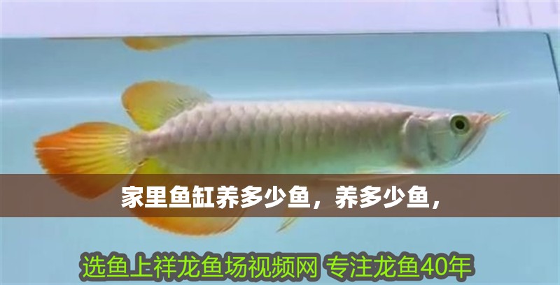 家里魚缸養(yǎng)多少魚，養(yǎng)多少魚，