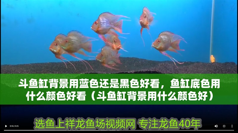 斗魚缸背景用藍色還是黑色好看，魚缸底色用什么顏色好看（斗魚缸背景用什么顏色好）