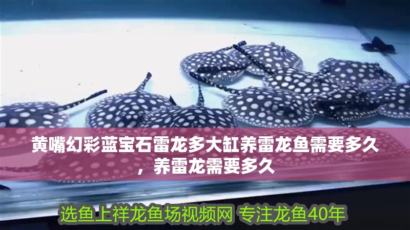 黃嘴幻彩藍寶石雷龍多大缸養雷龍魚需要多久，養雷龍需要多久