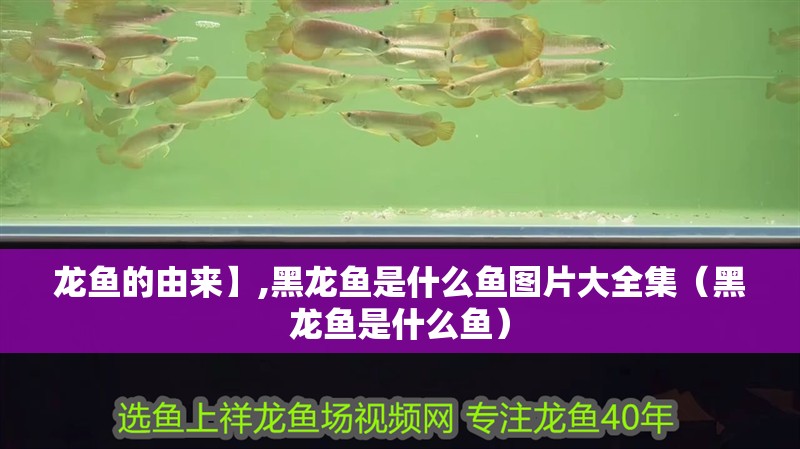 龍魚的由來】,黑龍魚是什么魚圖片大全集（黑龍魚是什么魚）