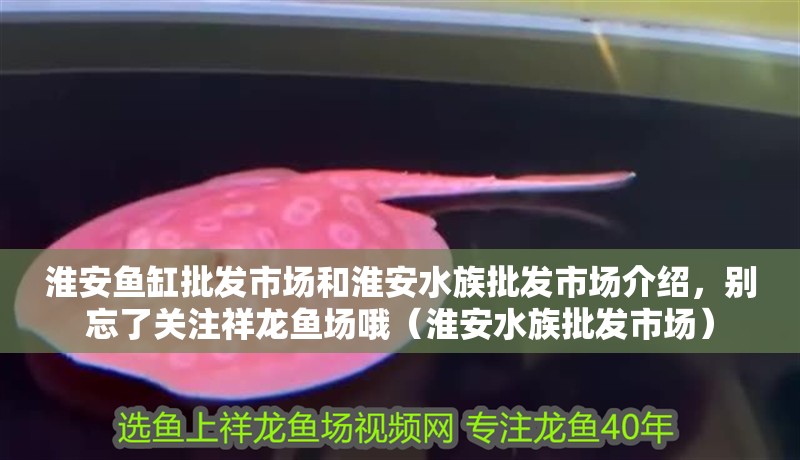 淮安魚缸批發市場和淮安水族批發市場介紹，別忘了關注祥龍魚場哦（淮安水族批發市場）