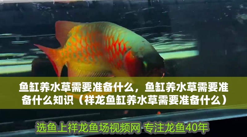魚缸養水草需要準備什么，魚缸養水草需要準備什么知識（祥龍魚缸養水草需要準備什么）