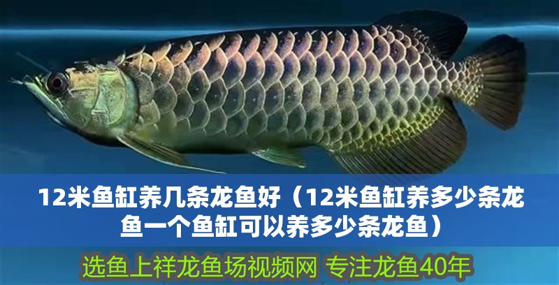 12米魚缸養(yǎng)幾條龍魚好（12米魚缸養(yǎng)多少條龍魚一個魚缸可以養(yǎng)多少條龍魚）