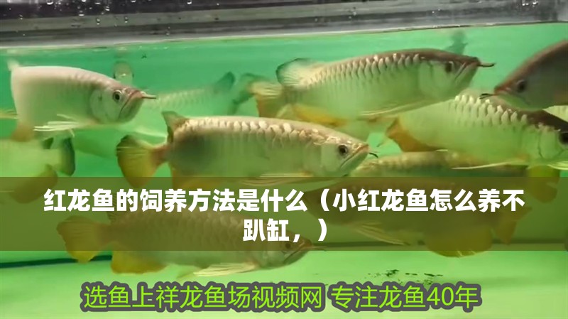 紅龍魚的飼養方法是什么（小紅龍魚怎么養不趴缸，）