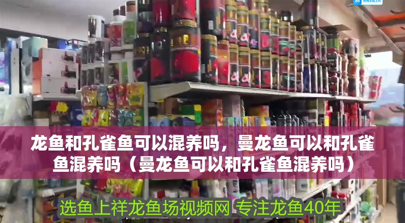 龍魚和孔雀魚可以混養嗎，曼龍魚可以和孔雀魚混養嗎（曼龍魚可以和孔雀魚混養嗎）