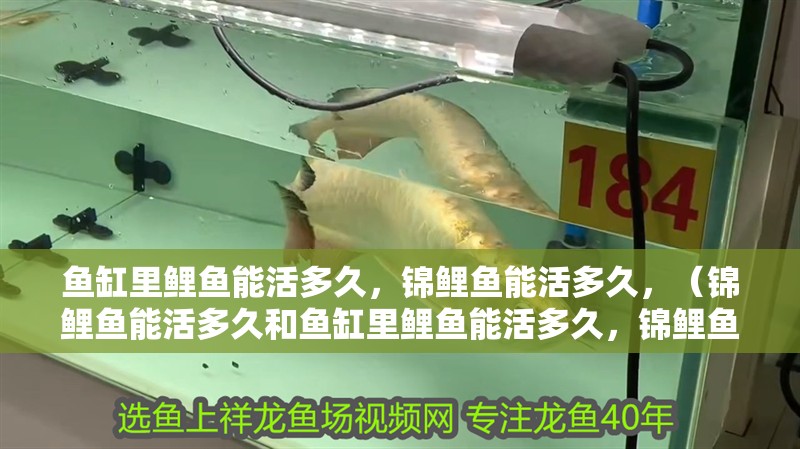 魚缸里鯉魚能活多久，錦鯉魚能活多久，（錦鯉魚能活多久和魚缸里鯉魚能活多久，錦鯉魚能活多久）