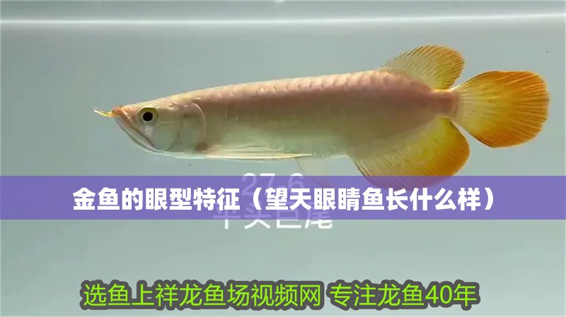 金魚的眼型特征（望天眼睛魚長什么樣）
