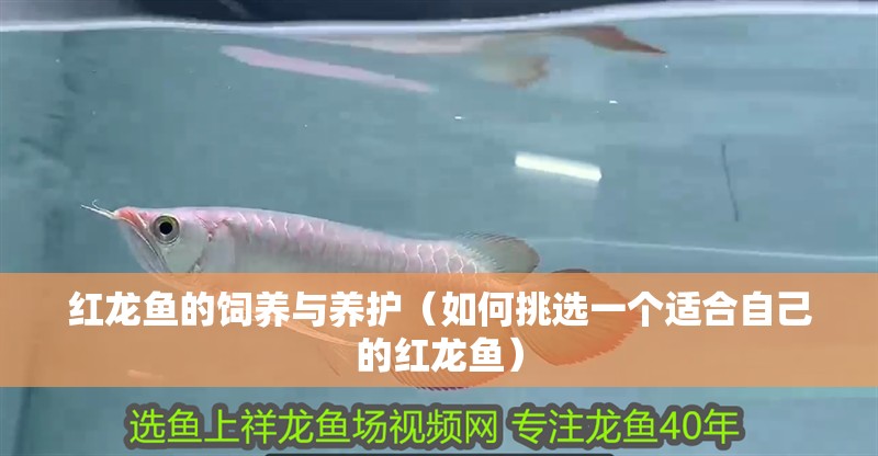 紅龍魚的飼養與養護（如何挑選一個適合自己的紅龍魚）