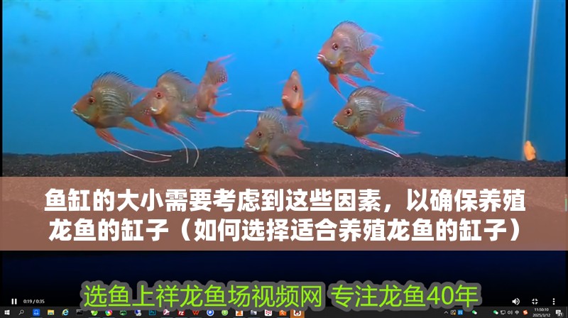 魚缸的大小需要考慮到這些因素，以確保養殖龍魚的缸子（如何選擇適合養殖龍魚的缸子）