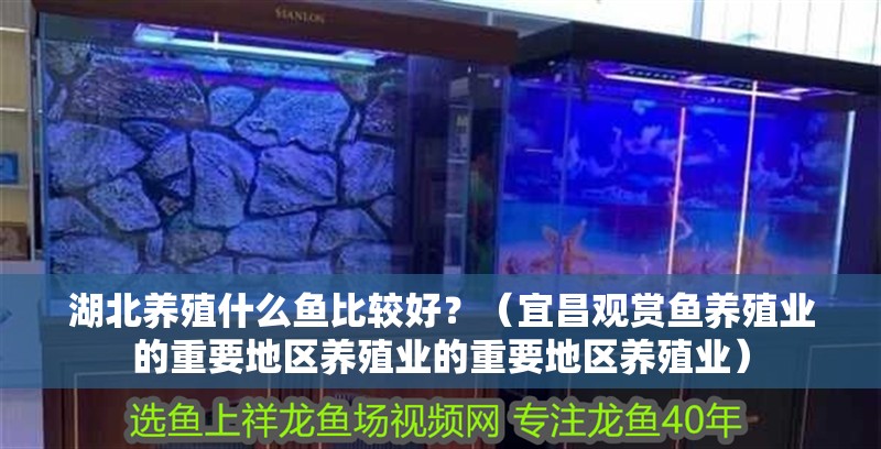 湖北養殖什么魚比較好？（宜昌觀賞魚養殖業的重要地區養殖業的重要地區養殖業）