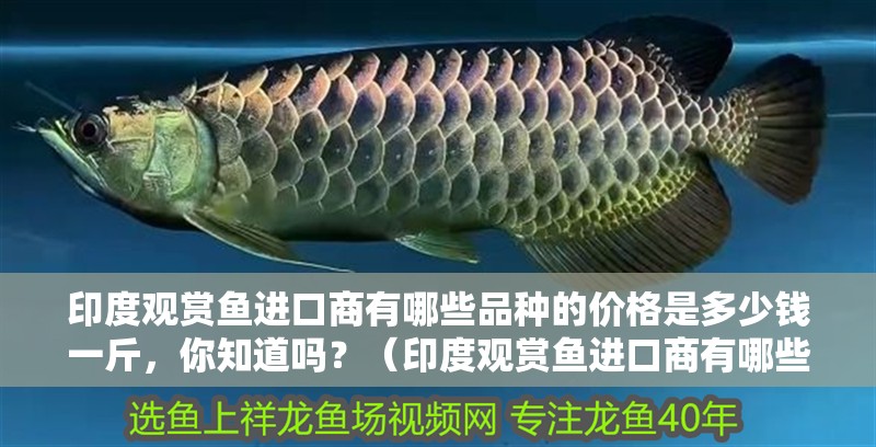 印度觀賞魚進口商有哪些品種的價格是多少錢一斤，你知道嗎？（印度觀賞魚進口商有哪些品種的價格是多少錢一斤）