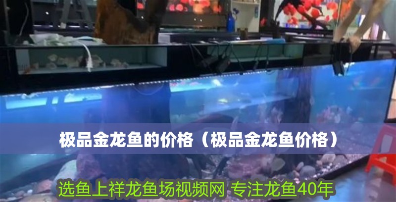 極品金龍魚的價格（極品金龍魚價格）