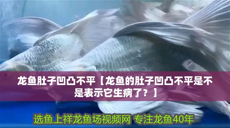 龍魚肚子凹凸不平【龍魚的肚子凹凸不平是不是表示它生病了？】