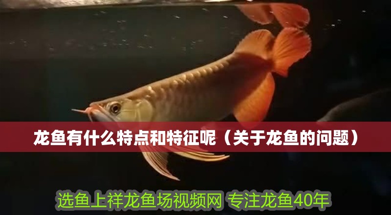 龍魚有什么特點和特征呢（關于龍魚的問題）
