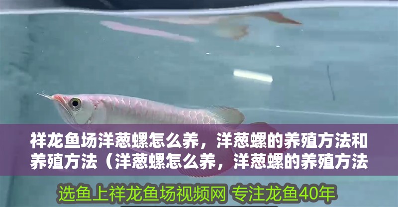 祥龍魚場洋蔥螺怎么養，洋蔥螺的養殖方法和養殖方法（洋蔥螺怎么養，洋蔥螺的養殖方法） 祥龍魚場洋蔥螺怎么養，洋蔥螺的養殖方法和養殖方法（洋蔥螺怎么養，洋蔥螺的養殖方法） 觀賞魚百科