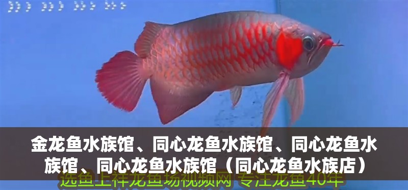 金龍魚水族館、<strong><mark>同心</mark></strong>龍魚水族館、<strong><mark>同心</mark></strong>龍魚水族館、<strong><mark>同心</mark></strong>龍魚水族館（<strong><mark>同心</mark></strong>龍魚水族店）