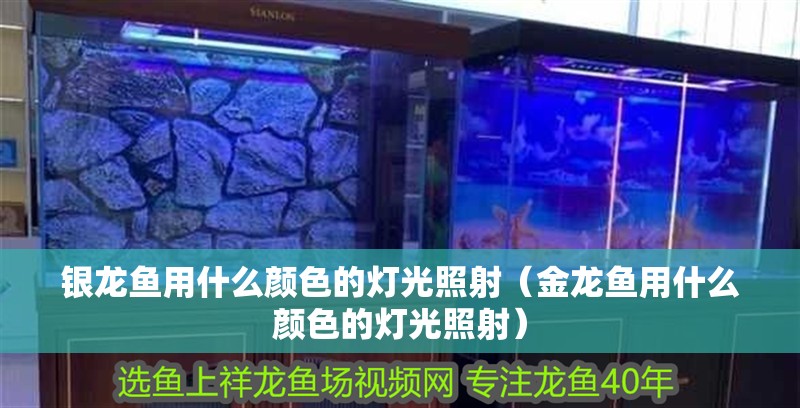 銀龍魚用什么顏色的燈光照射（金龍魚用什么顏色的燈光照射）