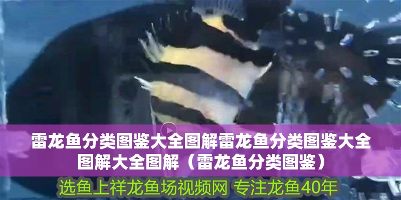 雷龍魚分類圖鑒大全圖解雷龍魚分類圖鑒大全圖解大全圖解（雷龍魚分類圖鑒）
