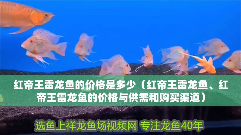 紅帝王雷龍魚的價格是多少（紅帝王雷龍魚、紅帝王雷龍魚的價格與供需和購買渠道）