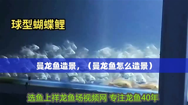 曼龍魚造景，（曼龍魚怎么造景）