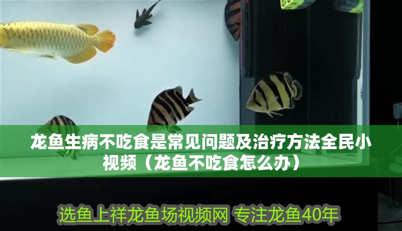 龍魚生病不吃食是常見問題及治療方法全民小視頻（龍魚不吃食怎么辦）