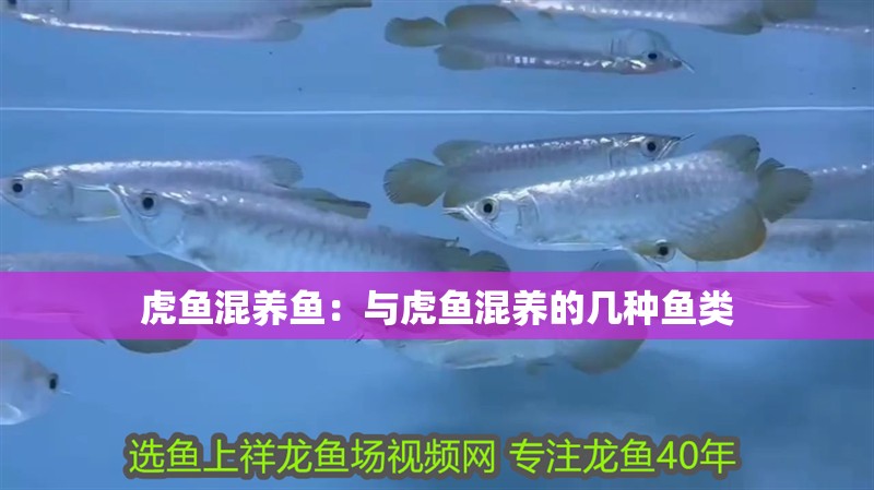 虎魚混養魚：與虎魚混養的幾種魚類