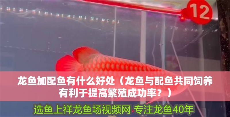 龍魚加配魚有什么好處（龍魚與配魚共同飼養有利于提高繁殖成功率？）