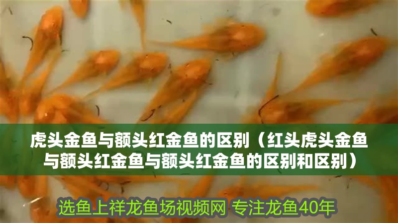虎頭金魚與額頭紅金魚的區別（紅頭虎頭金魚與額頭紅金魚與額頭紅金魚的區別和區別）