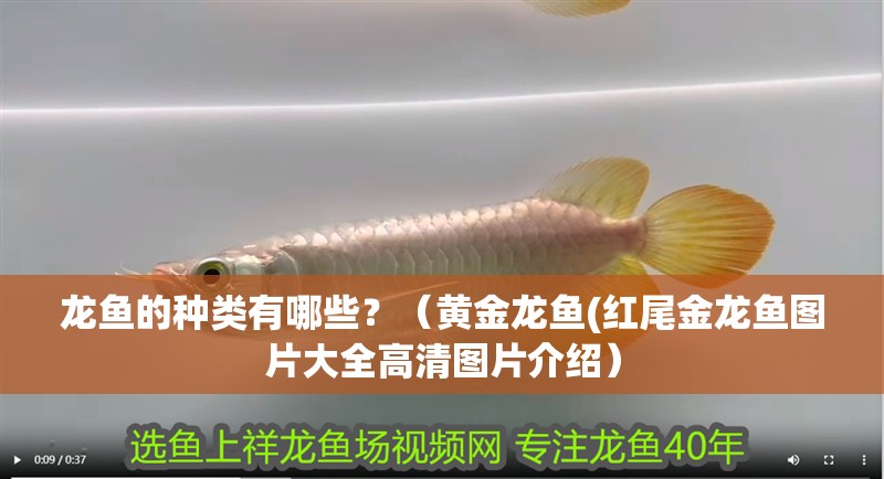 龍魚的種類有哪些？（黃金龍魚(紅尾金龍魚圖片大全高清圖片介紹）