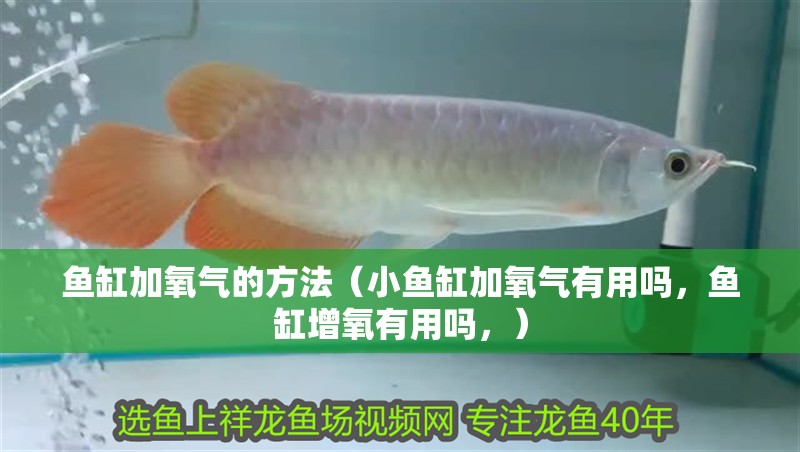 魚缸加氧氣的方法（小魚缸加氧氣有用嗎，魚缸增氧有用嗎，）