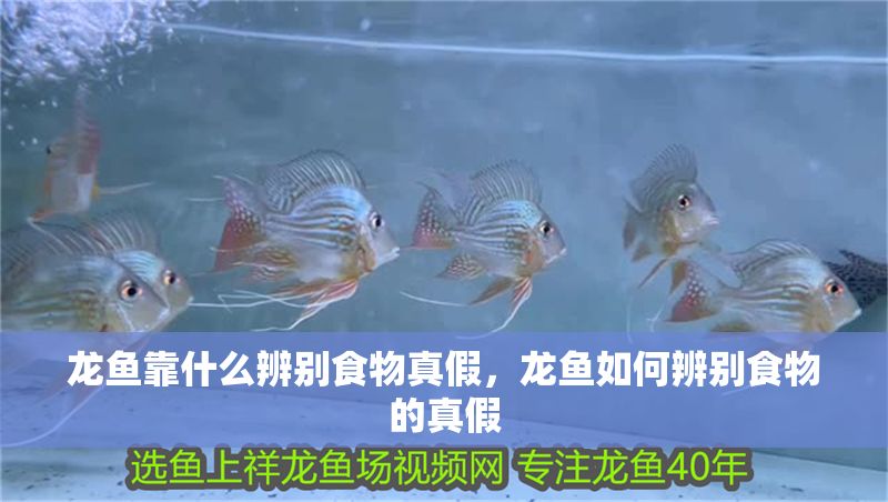 龍魚靠什么辨別食物真假，龍魚如何辨別食物的真假